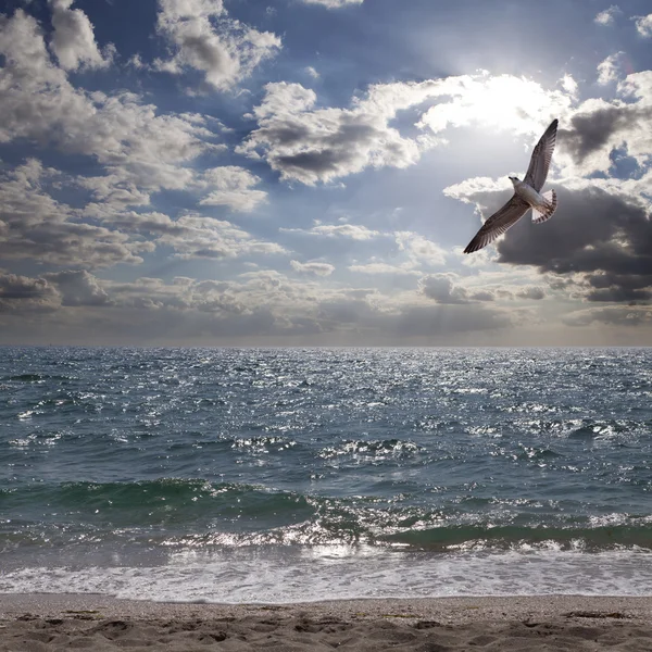 Albatross and caribbean sea — Stock Photo, Image