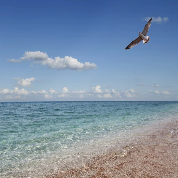 Tropisch strand. hemel en zee. — Stockfoto