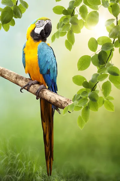 Macaw papegoja — Stockfoto