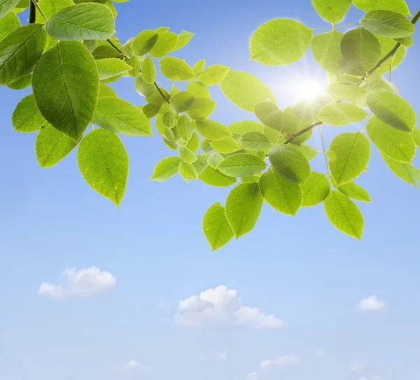 Spring background — Stock Photo, Image