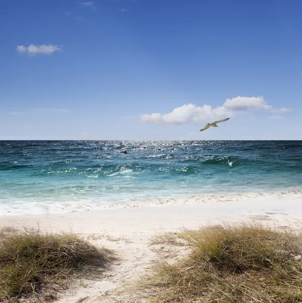 Seagull above the sea