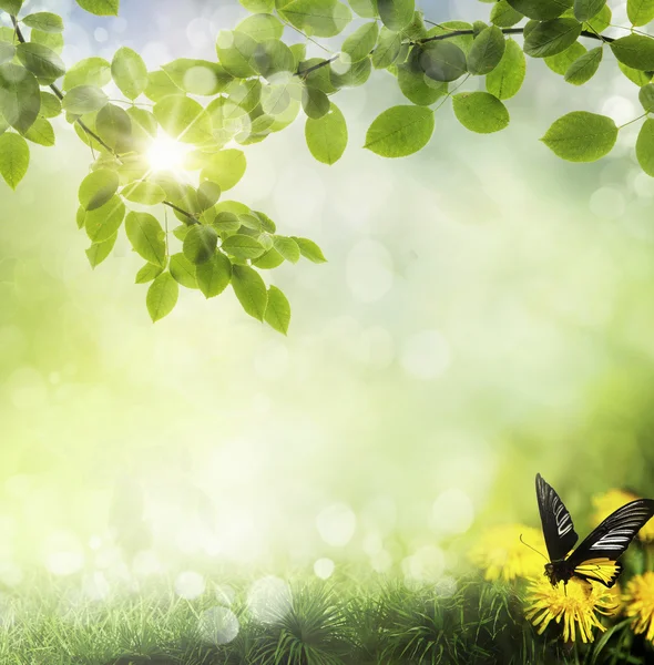 Mariposa sobre un diente de león . — Foto de Stock