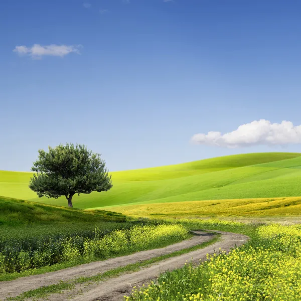 Campo, árvore e céu azul — Fotografia de Stock