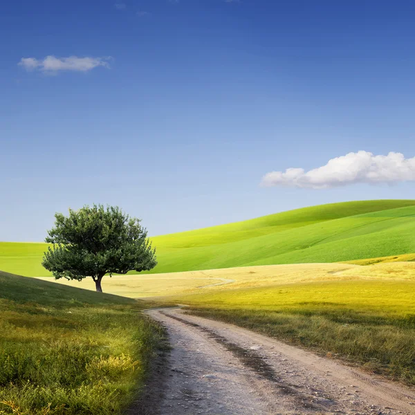 Feld, Baum und blauer Himmel — Stockfoto