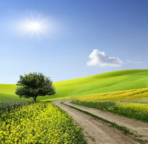 Campo, árbol y cielo azul — Foto de Stock