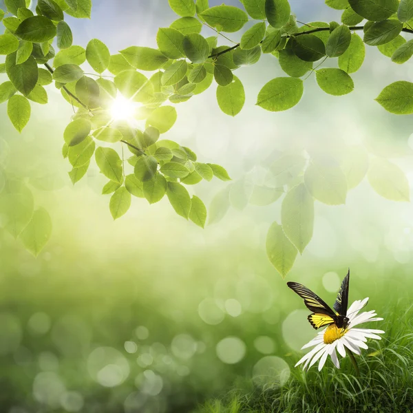 Butterfly, Fresh Spring bokeh background — Stock Photo, Image