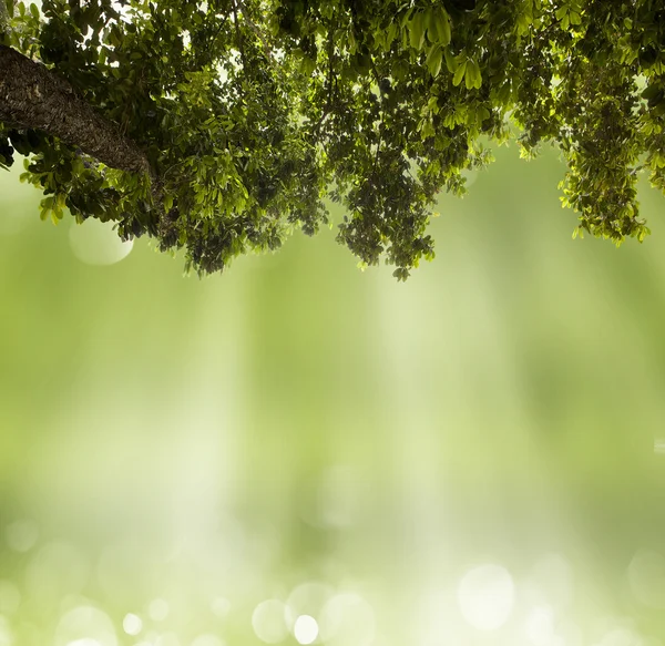 Fondo abstracto de primavera —  Fotos de Stock