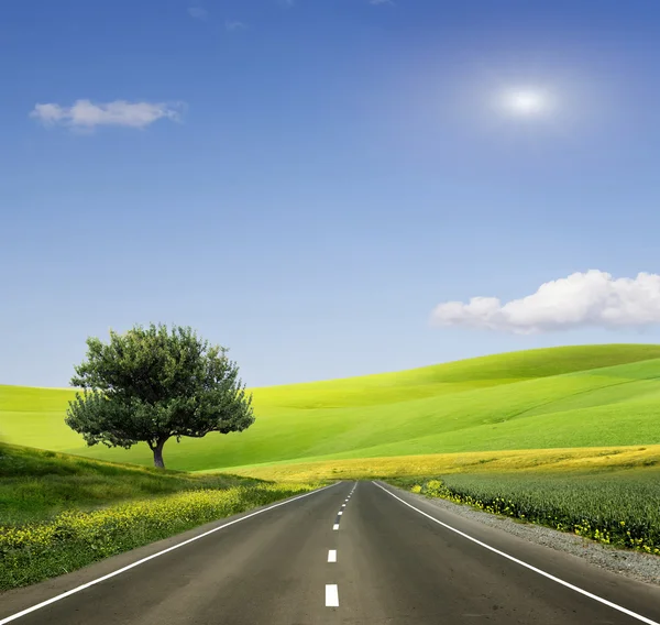 Campo, albero e cielo blu — Foto Stock