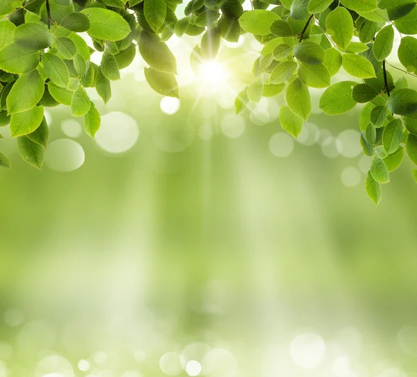 Fondo de primavera — Foto de Stock