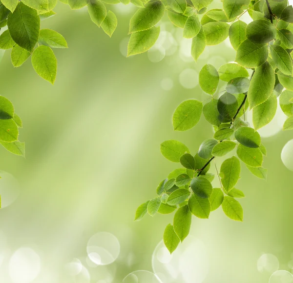 Pappagallo di ara su un albero — Foto Stock