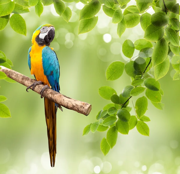 Papagaio de arara em uma árvore — Fotografia de Stock