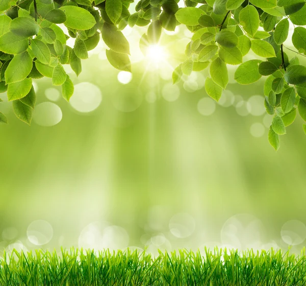 Natural green background — Stock Photo, Image