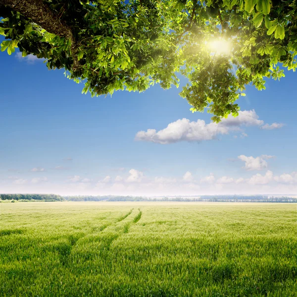 Campo di primavera — Foto Stock