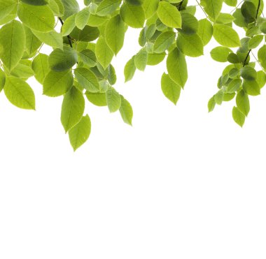 ısı soyut ilkbahar veya yaz