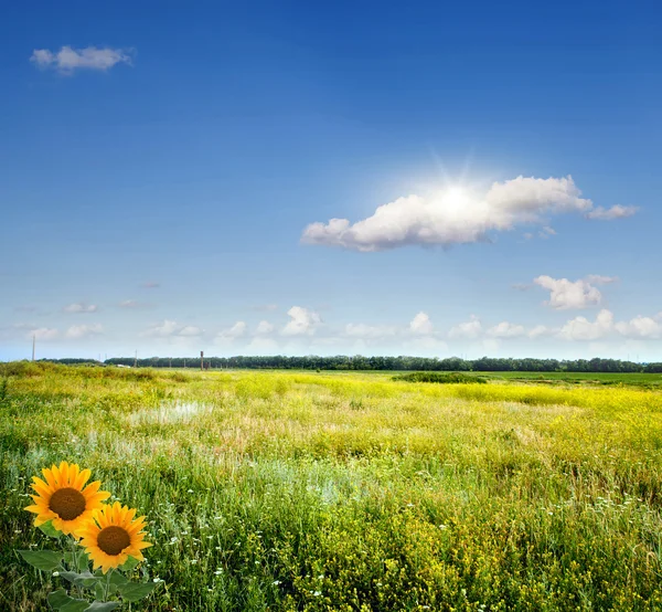 Bahar tarlası ve mavi gökyüzü — Stok fotoğraf