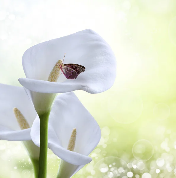 Våren bakgrund. fjäril på en blomma — Stockfoto