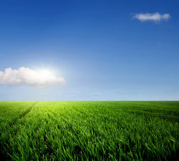 Campo su uno sfondo — Foto Stock