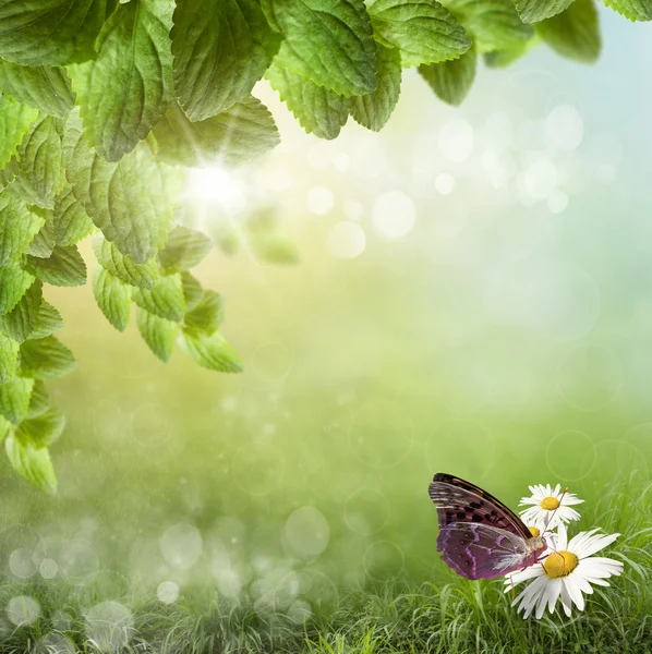 Mariposa en una margarita. fondo de primavera —  Fotos de Stock