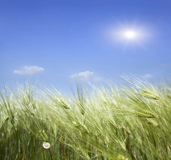 Green wheat — Stock Photo, Image