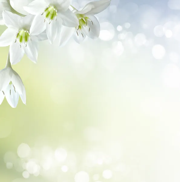 Flores fondo blanco fotos de stock, imágenes de Flores fondo blanco sin royalties | Depositphotos Flores fondo blanco fotos de stock, imágenes de Flores fondo blanco sin royalties | Depositphotos