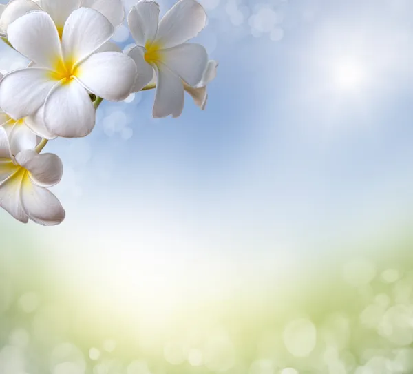 Spring background. frangipani — Stock Photo, Image