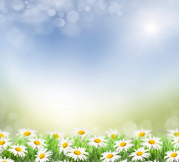Våren background.beautiful akvarell chamomiles — Stockfoto