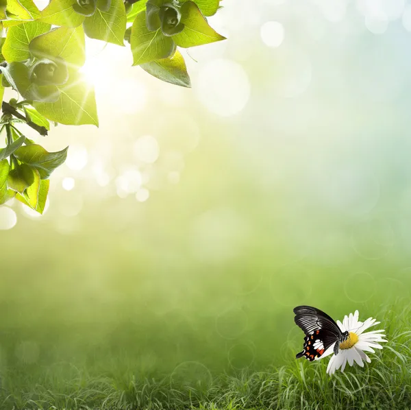 Kamillenblüte im Gras — Stockfoto