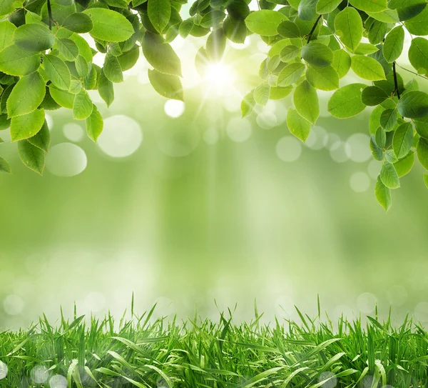 Spring background — Stock Photo, Image