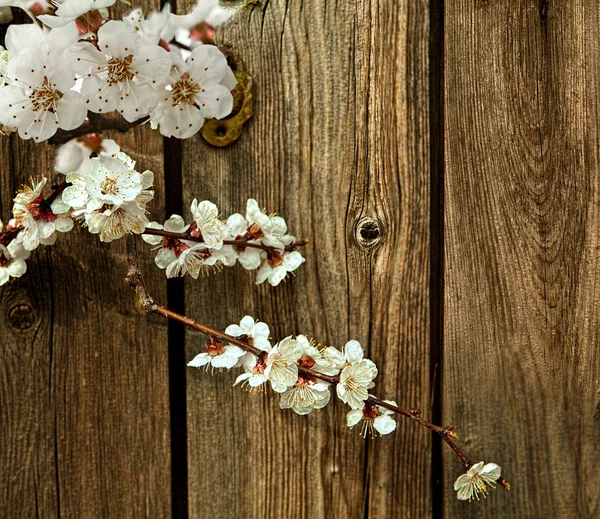 Meruňkový květiny — Stock fotografie