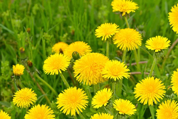 Paardenbloemen — Stockfoto