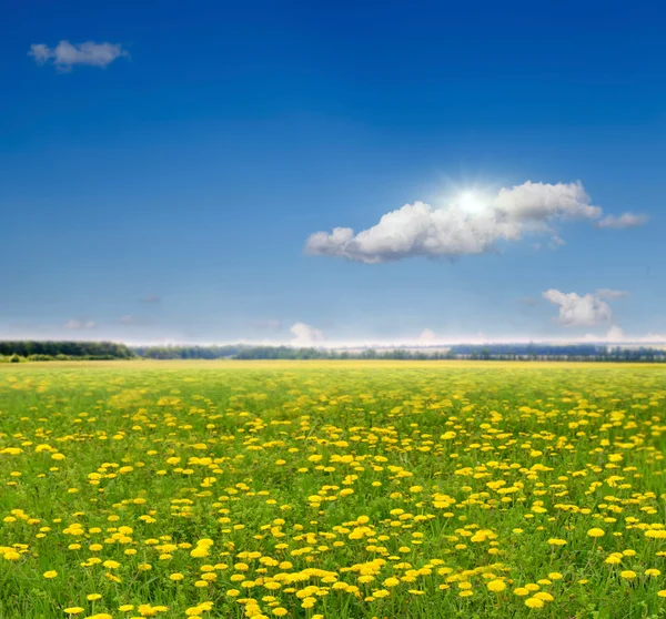 Löwenzahnfeld, — Stockfoto