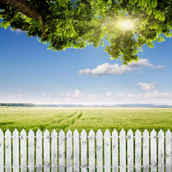 Fence and a field of wheat — Stock Photo, Image