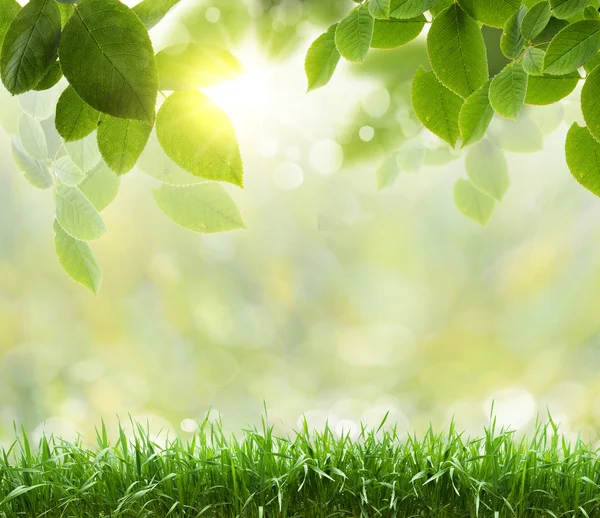 Mañana en el claro de primavera en el bosque — Foto de Stock