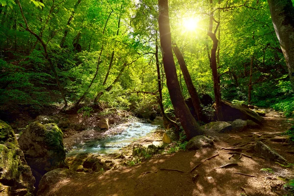 Der Gebirgsfluss im Wald — Stockfoto