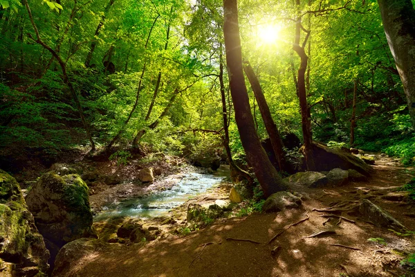 Il fiume di montagna nella foresta — Foto Stock