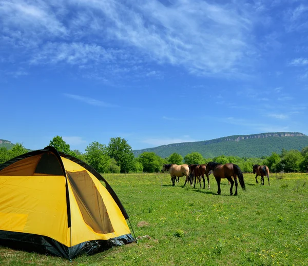 Tent and horses — Stock Photo, Image