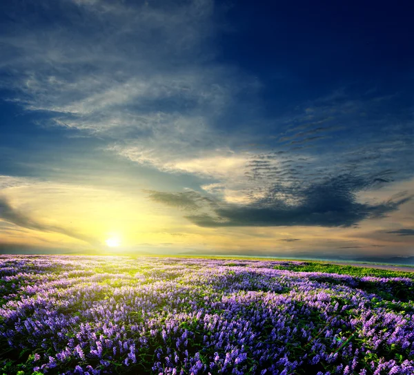Lavendel fält i slutet av dagen — Stockfoto