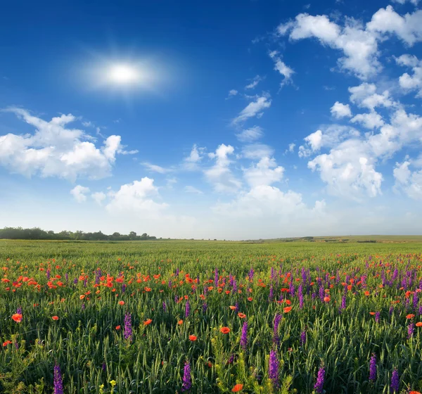 Amapolas silvestres por la mañana temprano — Foto de Stock