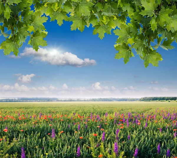 Vetefält med vallmo — Stockfoto