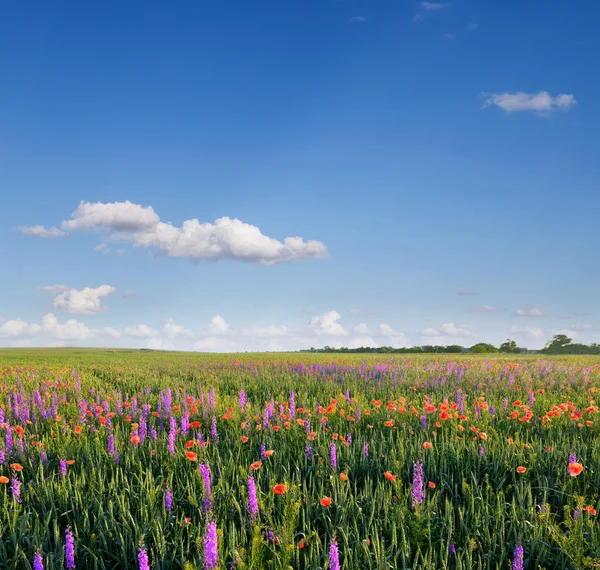 Vild lavendel — Stockfoto