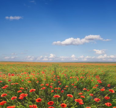 güzel haşhaş alan