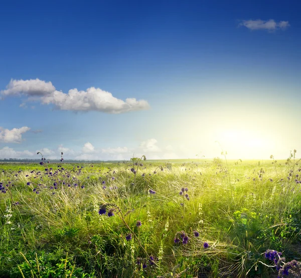 Fleurs sauvages dans la prairie tôt le matin — Photo