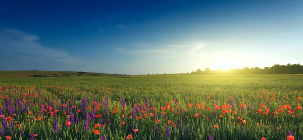 Campo de lavanda, trigo e papoilas — Fotografia de Stock