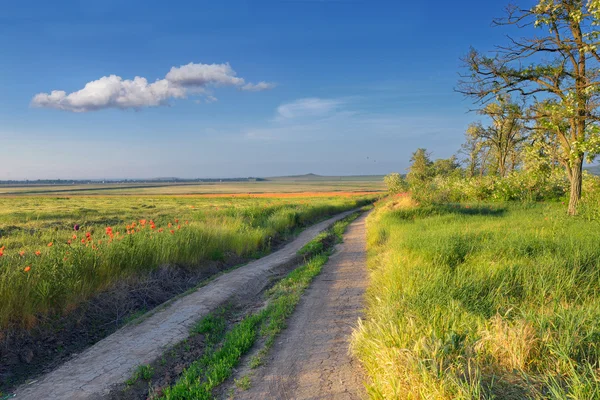 The morning country road — Stock Photo, Image