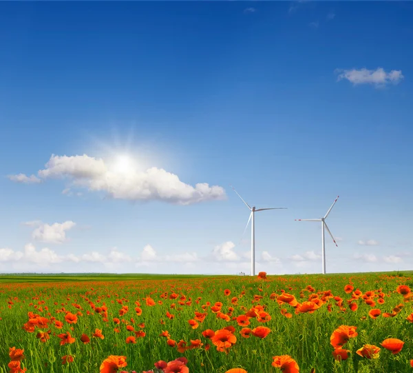 The field of wild poppies — Stock Photo, Image