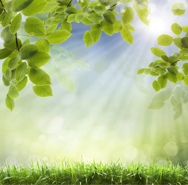 Spring background — Stock Photo, Image