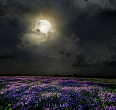 Lavender field in the moonlight clipart
