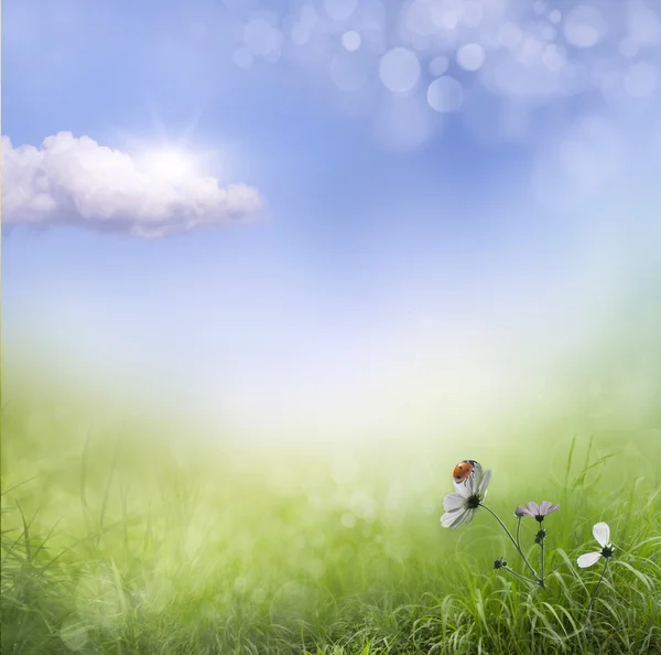 Con flores y mariquita — Foto de Stock