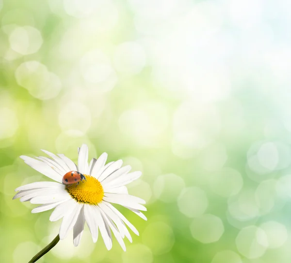 Flor y mariquita — Foto de Stock