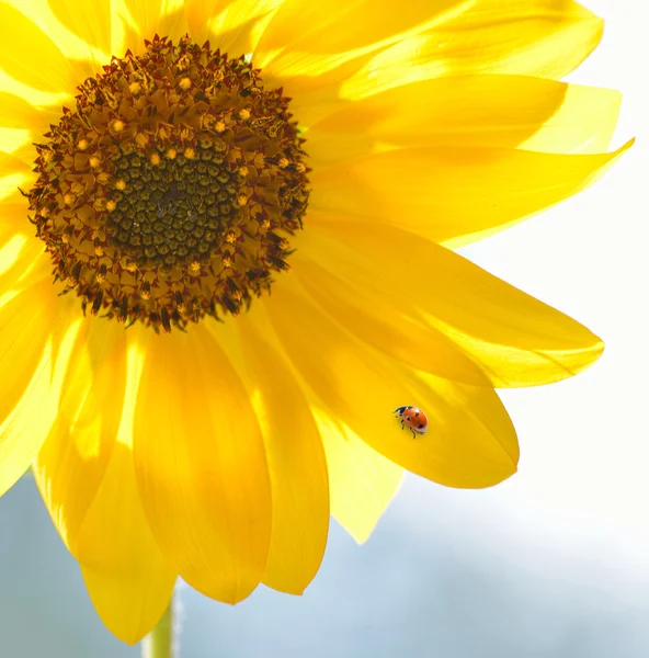 Uğur böceği üzerinde parlak bir ayçiçeği ayçiçeği üzerinde — Stok fotoğraf